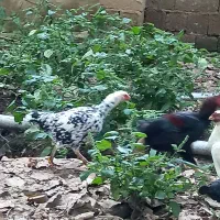 فروش مرغ لاری
