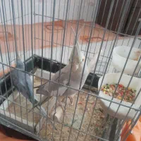 عروس هلندی وطوطی برزیلی