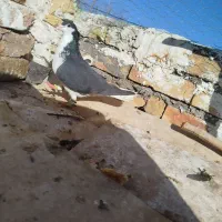 کبوترخوشرنگ|پرنده|بوئین زهرا, |دیوار