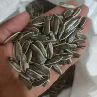 تخمه خام