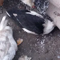 اردک محلی نر ماده تخم گذار