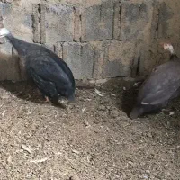 مرغ شاخدار|حیوانات مزرعه|ابرکوه, |دیوار