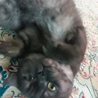 گربه اسکاتیش بلک|گربه|نیشابور, شریعتی|دیوار