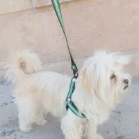 واگزاری سگ خانگی