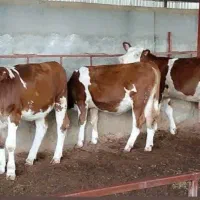 سیمنتال پای پروار|حیوانات مزرعه|قزوین, |دیوار