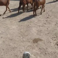 بزغاله ماده بزرگ و کولار چاق وسرحال|حیوانات مزرعه|کاشمر, |دیوار