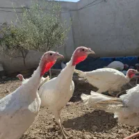 بوقلمون|حیوانات مزرعه|تهران, افسریه جنوبی|دیوار