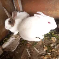 خرگوش فروشی