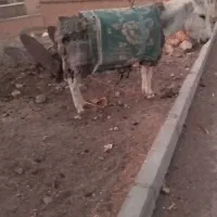 خر گلگی