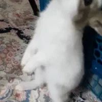 خرگوش