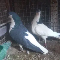 امری وخال|پرنده|فردوس (خراسان), |دیوار