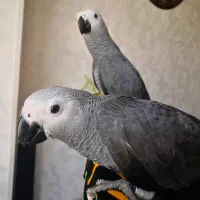 جوجه کاسکو دم قرمز و کاکادو و رد فکتور نژاد برتر