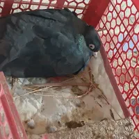 کبوتر هوا کش|پرنده|اهرم, |دیوار