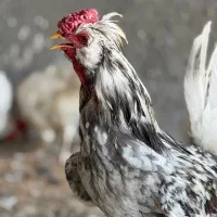 خروس گلین|حیوانات مزرعه|شهر ری, علایین|دیوار
