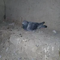 کبوتر دوبر صید شده