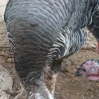 بوقلمون اردک خارجی  وجوجه