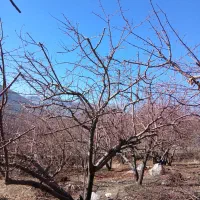 هرس انواع درختان میوه