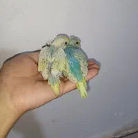 مرغ عشق|پرنده|بندر ماهشهر, |دیوار