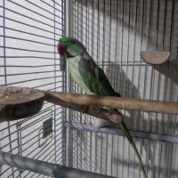 شاه طوطی نررام ۱۸ماهه