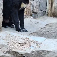 میش بره بز سگ|حیوانات مزرعه|مبارکه, |دیوار