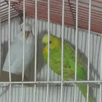 یک جفت مرغ عشق بالغ. با قفس و لوازم