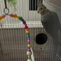 یک جفت عروس هلندی|پرنده|تهران, تولید دارو|دیوار