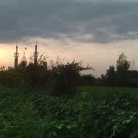 بامیه واقعا ارگانیک