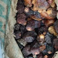 فروش انواع ضایعات خرما