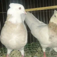 3 عدد طوقی  خال سرور و هفت رنگ