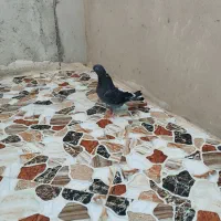 کبوتر|پرنده|پارس‌آباد, |دیوار