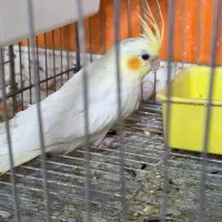 عروس هلندی|پرنده|اشنویه, |دیوار