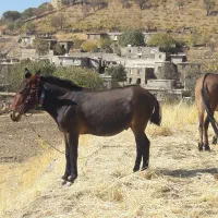 قاطر فروشی|حیوانات مزرعه|نمشیر, |دیوار