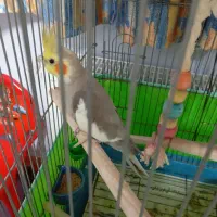 عروس هلندی نروماده سالم|پرنده|شاهرود, |دیوار