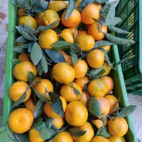 فروش نارنگی وپرتقال تازه چین وشیرین به مقدار محدود