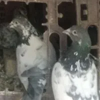 کبوتر پاکستانی تیدی|پرنده|همدان, |دیوار