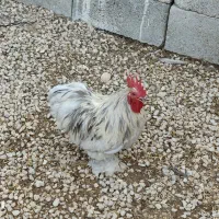 مرغ وخروس کوشین