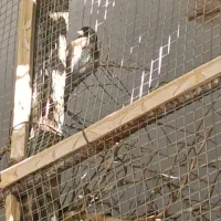 دو عدد سهره