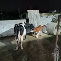 گاو با گوساله|حیوانات مزرعه|رضوانشهر, |دیوار