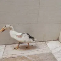 اردک سه ماهه