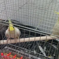 یه جفت عروس هلندی