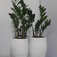 گل زامفولیا