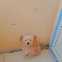 سگ شیتزو|سگ|جهرم, |دیوار