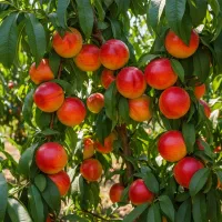 شـلیـل شبرنـگ  رنگ قرمز مخملی طعم خاص