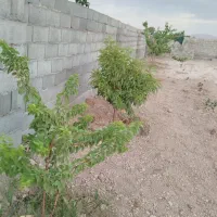 850متر باغ کشاورزی|فروش زمین و ملک کلنگی|کاشمر, |دیوار