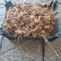 پیاز زعفران
