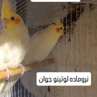 عروس هلندی نر و ماده سخنگو|پرنده|بابل, |دیوار
