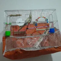 عروس هلندی با قفس یک و دویست