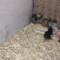 مرغ کرچ همراه با جوجه|حیوانات مزرعه|دلیجان, |دیوار