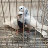 چند جفت طوقی و ۳عدد ساده سیاه|پرنده|مشهد, چهاربرج|دیوار