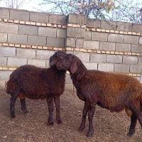 بره قوچ 5ماهه سالم وسرحال